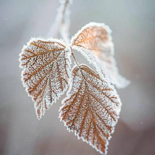 کاکا عزیز از داغ عشقش دارم میسوزم فکر و خیالش همش باهامه